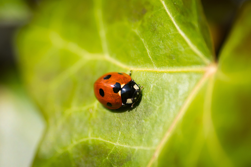 Insectomania Insectomania