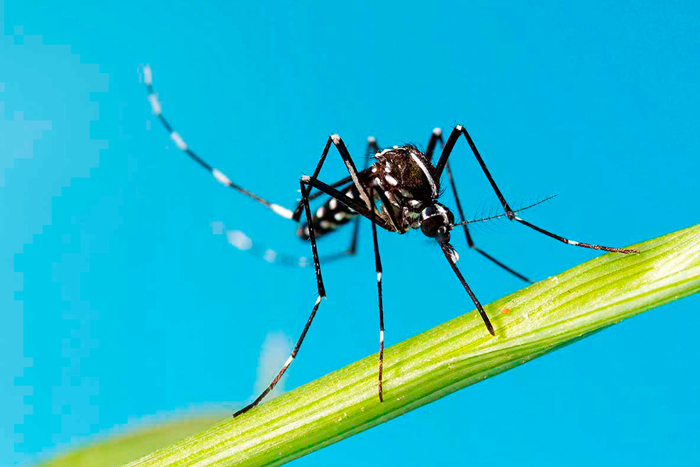 4_1_16_A raya con el mosquito de las rayas A ratlla amb el mosquit de les ratlles